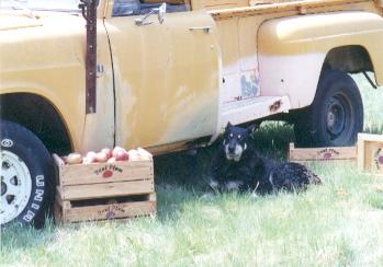 Jock and Truck